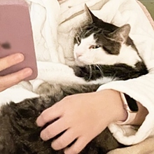 GODETTIO, Katze, Europäisch Kurzhaar in Spanien - Bild 15