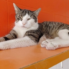 GODETTIO, Katze, Europäisch Kurzhaar in Spanien - Bild 8