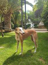 UGANDA, Hund, Galgo Español in Spanien