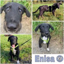 ENISA, Hund, Mischlingshund in Tettnang