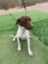 SANTOS, Hund, Pointer in Spanien