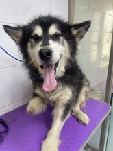 COCO, Hund, Alaskan Malamute-Mix in Berlin