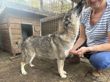 LONKA, Hund, Mischlingshund in Rumänien - Bild 4