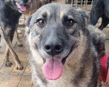 LONKA, Hund, Mischlingshund in Köln