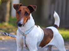 ZIO, Hund, Glatthaar Foxterrier in Ungarn