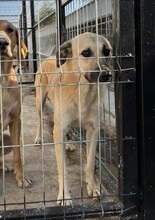 JACK, Hund, Mischlingshund in Rumänien - Bild 2