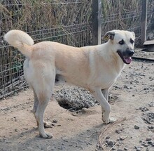 JACK, Hund, Mischlingshund in Rumänien - Bild 5