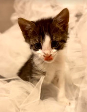 STAVRI, Katze, Europäisch Kurzhaar in Bulgarien - Bild 27