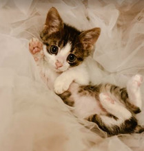 STAVRI, Katze, Europäisch Kurzhaar in Bulgarien - Bild 28