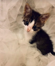 STAVRI, Katze, Europäisch Kurzhaar in Bulgarien - Bild 29