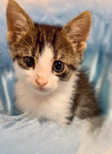 STAVRI, Katze, Europäisch Kurzhaar in Bulgarien - Bild 31