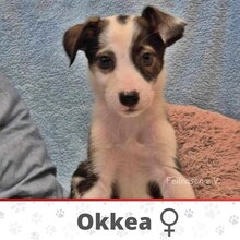 OKKEA, Hund, Mischlingshund in Bulgarien