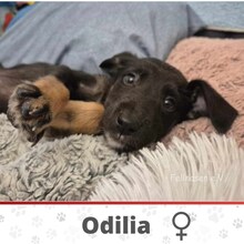 ODILIA, Hund, Mischlingshund in Bulgarien