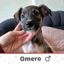 OMERO, Hund, Mischlingshund in Bulgarien