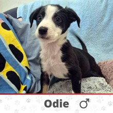 ODIE, Hund, Mischlingshund in Bulgarien