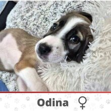 ODINA, Hund, Mischlingshund in Bulgarien