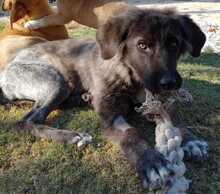 SELINI, Hund, Mischlingshund in Griechenland - Bild 3