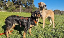 MAGGIE, Hund, Mischlingshund in Italien - Bild 2