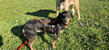 MAGGIE, Hund, Mischlingshund in Italien - Bild 6