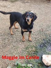 MAGGIE, Hund, Mischlingshund in Italien - Bild 9