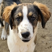 DUA, Hund, Mischlingshund in Griechenland - Bild 1