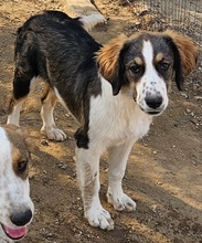 DUA, Hund, Mischlingshund in Griechenland - Bild 3