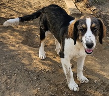 DUA, Hund, Mischlingshund in Griechenland - Bild 5