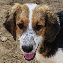 DONNIA, Hund, Mischlingshund in Griechenland - Bild 1