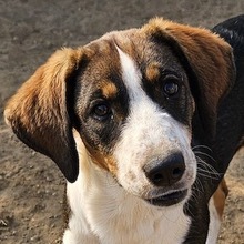 DARCY, Hund, Mischlingshund in Griechenland - Bild 1