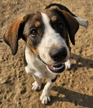 DARCY, Hund, Mischlingshund in Griechenland - Bild 3