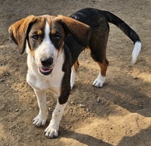 DARCY, Hund, Mischlingshund in Griechenland - Bild 4