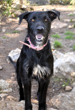 MAURICE, Hund, Mischlingshund in Spanien - Bild 2