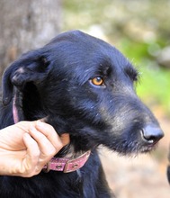 MAURICE, Hund, Mischlingshund in Spanien - Bild 4