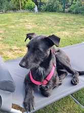 MAURICE, Hund, Mischlingshund in Schwülper - Bild 1