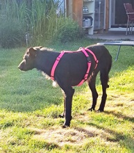 MAURICE, Hund, Mischlingshund in Schwülper - Bild 10