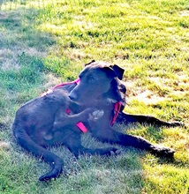 MAURICE, Hund, Mischlingshund in Schwülper - Bild 11