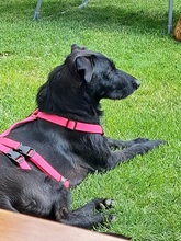 MAURICE, Hund, Mischlingshund in Schwülper - Bild 2