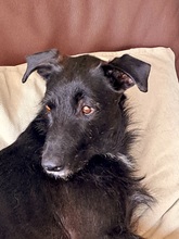 MAURICE, Hund, Mischlingshund in Schwülper - Bild 3