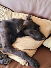 MAURICE, Hund, Mischlingshund in Schwülper - Bild 4