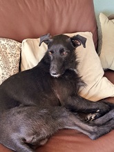 MAURICE, Hund, Mischlingshund in Schwülper - Bild 5