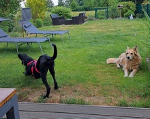 MAURICE, Hund, Mischlingshund in Schwülper - Bild 6