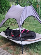 MAURICE, Hund, Mischlingshund in Schwülper - Bild 8