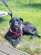 MAURICE, Hund, Mischlingshund in Schwülper - Bild 9