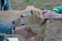 CSUGAR, Hund, Mischlingshund in Ungarn - Bild 4