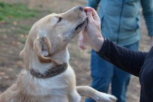 CSUGAR, Hund, Mischlingshund in Ungarn - Bild 6