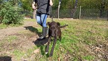 ZSIZSI, Hund, Mischlingshund in Ungarn - Bild 2