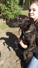 ZSIZSI, Hund, Mischlingshund in Ungarn - Bild 6