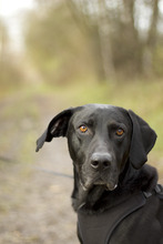 ROPI, Hund, Deutsche Dogge in Unterföhring - Bild 3