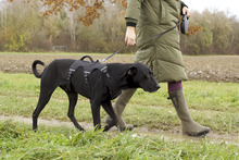 ROPI, Hund, Deutsche Dogge in Unterföhring - Bild 5