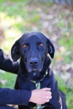 ROPI, Hund, Deutsche Dogge in Unterföhring - Bild 6